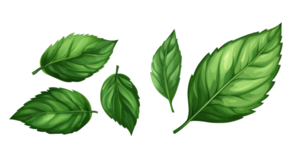 green leaves isolated on white background