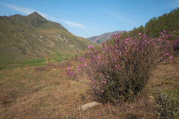 Rhododendron dauricum flowers in Altai in spring season.