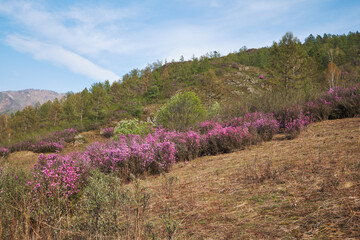 Obraz premium Rhododendron dauricum flowers in Altai in spring season.