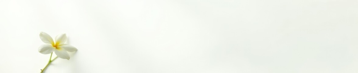 Single jasmine flower with its delicate leaf and stem on a simple white background, nature, bloom