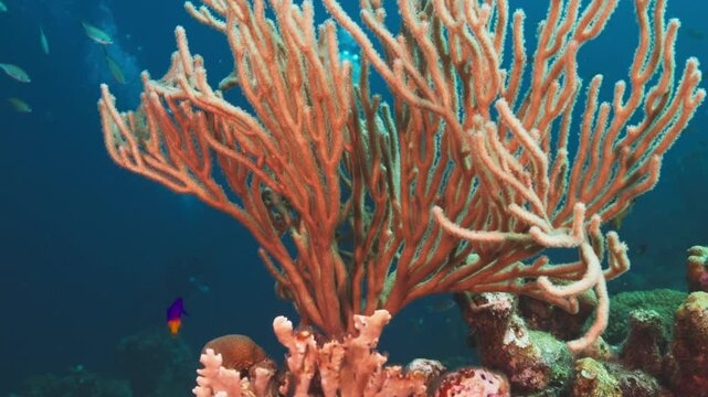 Fan head coral at 15m. Wide Angle of stunning colors