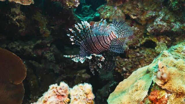 Lion Fish at 15m. Cura&ccedil;ao diving