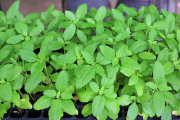 Assortment of young basil young plants in black tray. Trays for agricultural seedlings.