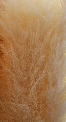 Close-up Dry decorative bouquet of Pampas grass flower for background.