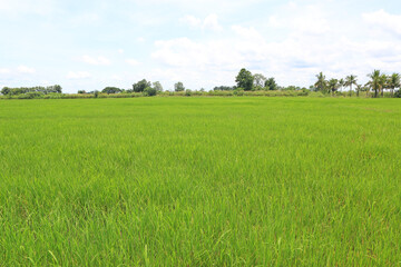 Agriculture green young rice field background in Thailand.
