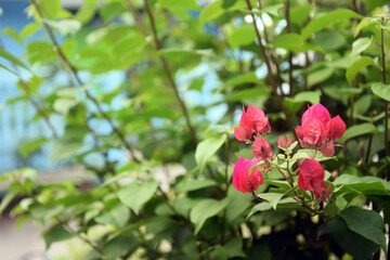 bougainvillea flowers in bloom