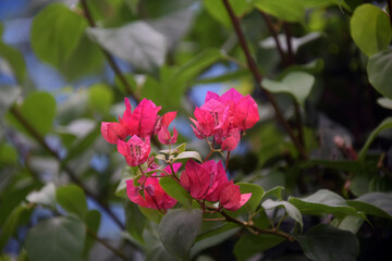 bougainvillea flowers in bloom