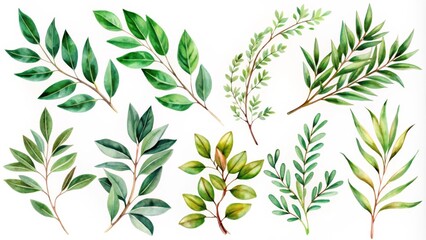 Obraz premium Watercolor Green Leaves Collection Botanical Illustration, Branch Composition, Nature Concept botanical illustration, watercolor painting