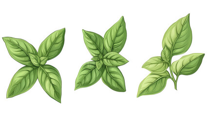 Fototapeta premium three distinct illustrations of basil leaves. showcasing their vibrant green color and varying shapes these detailed depictions highlight the texture and form of the leaves. making them suitable for c