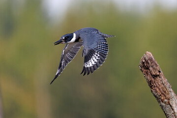 Male Belted Kingfisher (Megaceryle alcyon) taking flight - Huron County, Ontario, Canada