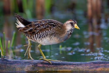 Sora (Porzana carolina) walking along a log in a marsh - Huron County, Ontario