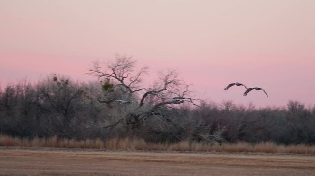 Sandhill Cranes Flying By