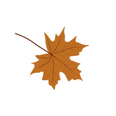 autumn maple leaf. maple leaf illustration. leaf element