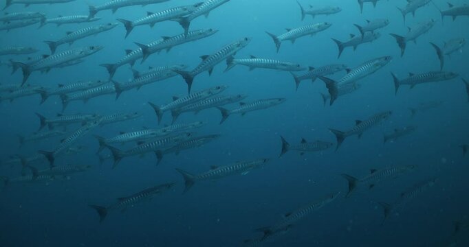 Fish Underwater Great Barrier Reef Coral Sea Australia diving tropical blue ocean