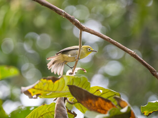 common white-eye bird on a branch