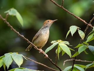 Cinenen Pisang also known as The common tailorbird (Orthotomus sutorius) is a songbird found across tropical Asia. Popular for its nest made of leaves 
