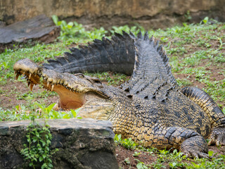 alligator in the swamp