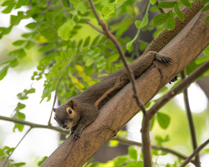 Photos of Plantain Squirrel (Callosciurus notatus) on a tree 