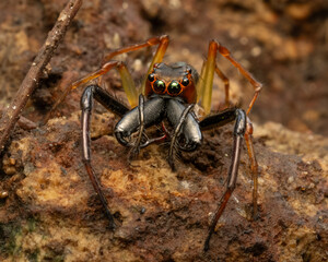 Jumping Spider with massive fangs also known as Wide Jawed Viciria spider