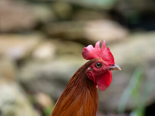 Close up of chicken head with beautiful blurry background 