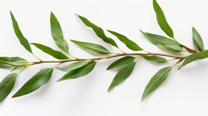 Fototapeta premium Beautiful tea tree branch with leaves isolated on a white background.