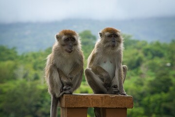 Fototapeta premium Monkeys