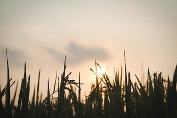 sunset in the field