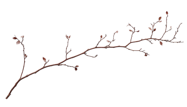 Delicate spring branch with buds against dark background. Use Nature photography, website background, social media post - Powered by Adobe