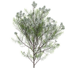 Free PNG 3d illustration of Cassinia aculeata 4 tree frontal isolated transparent background...