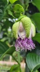 purple and yellow flower