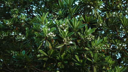 photo of white flowers on a tree. tree with some green leaves with white flowers