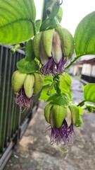 tropical plant in the garden