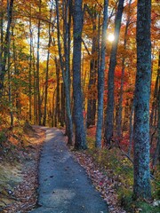 Morning Hiking Trail