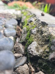 moss on stone