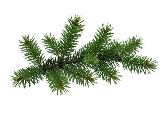 Evergreen pine branch vibrant green needles realistic botanical detail isolated on white background
