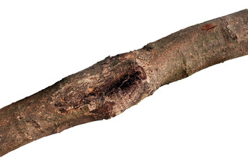 trunk of a tree isolated on white