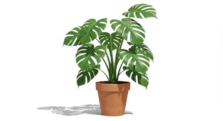 Obraz premium Monstera deliciosa plant terracotta pot