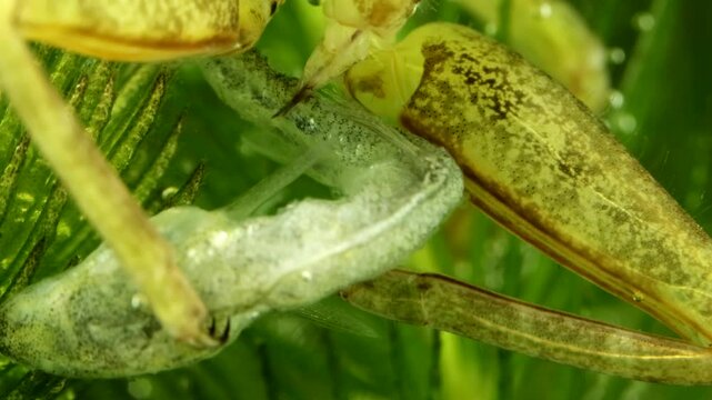 Juvenile Giant Water Bug (Lethocerus americanus) underwater, series 003, feeding on a minnow and revisiting the tail end as the minnow is reduced to a husk, extreme macro close-up. 
