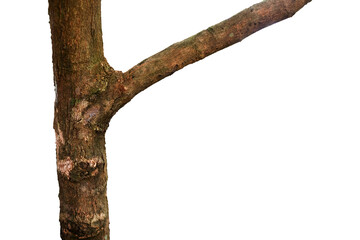 tree trunk isolated on white © PAKERTI