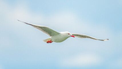 Seagull in flight in the early afternoon light blue sky