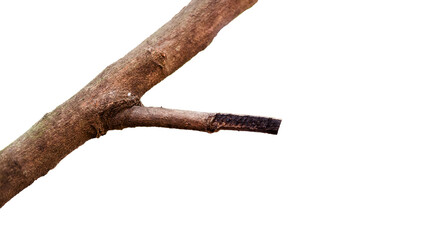 tree branches on transparent background