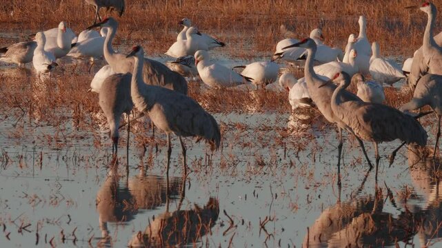 Sandhill Cranes Walking in Bosque Del Apache Wetlands