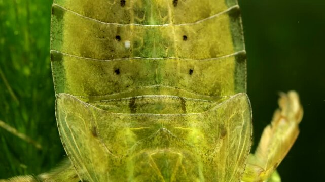 Juvenile Giant Water Bug (Lethocerus americanus) underwater, series 003, macro close-up showing rhythmic contractions of dorsal vessel (heart) circulating the hemolymph. 