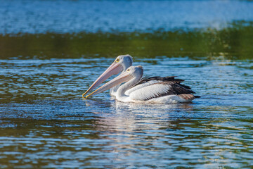 Pelicans at twilight on the Lake