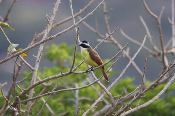 Great Kiskadee perched on a branch.