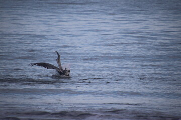 Pelican landing in ocean water with splash
