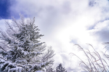 白銀の世界に広がる幻想的な冬景色