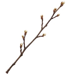 Pampas grass isolated on white background.