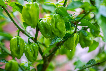 green chili pepper