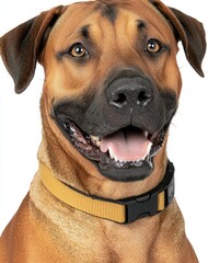 Obraz premium minimal photostock of a excited Nederlandse kooikerhanje dog on isolated background, generative ai , isolated on white background, , copy space, copy space for text,